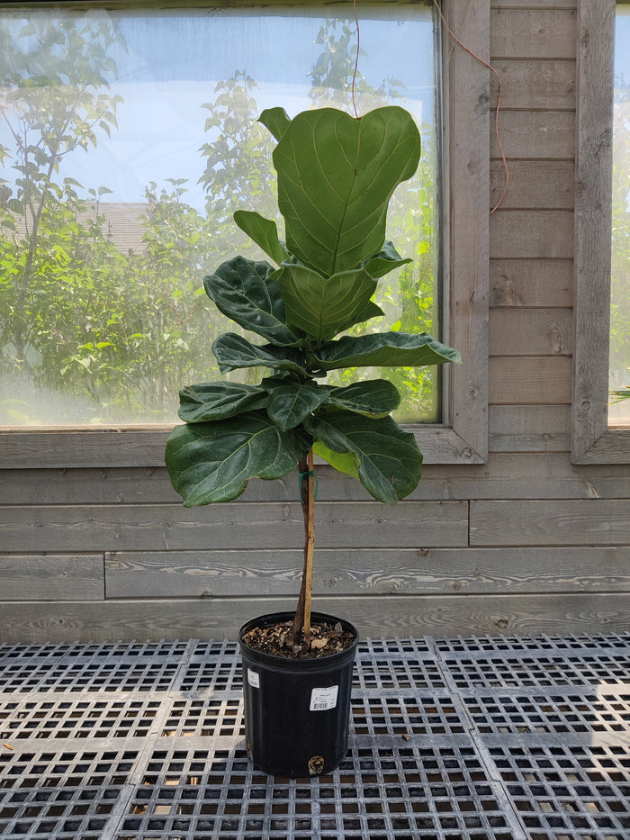 Ficus, Fiddle Leaf Tree