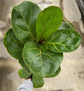 Ficus, Fiddle Leaf