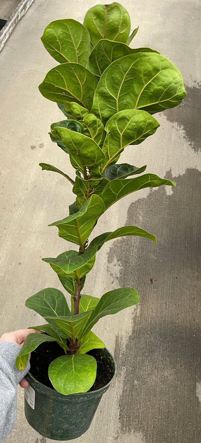 Ficus, Fiddle Leaf