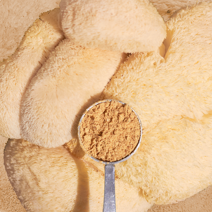 Lion's mane mushroom powder in a scoop with lions' mane mushroom background.