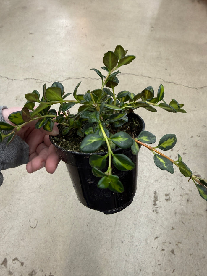 Goldfish Plant