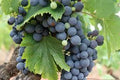Grape, Black Monukka