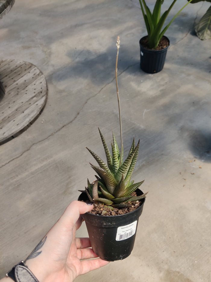 Haworthia, Limifolia