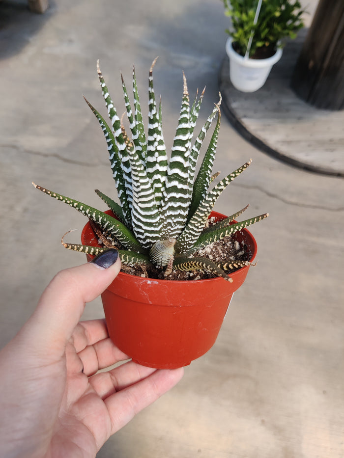 Haworthia, Zebra