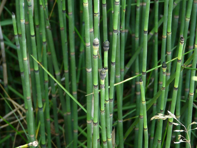Horsetail