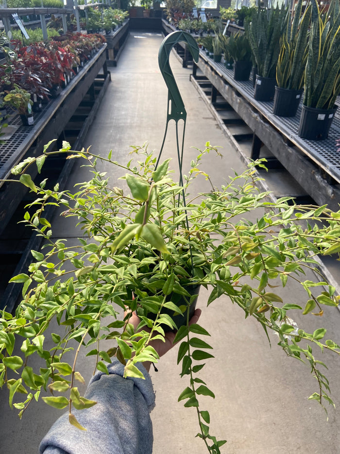 Hoya, Bella