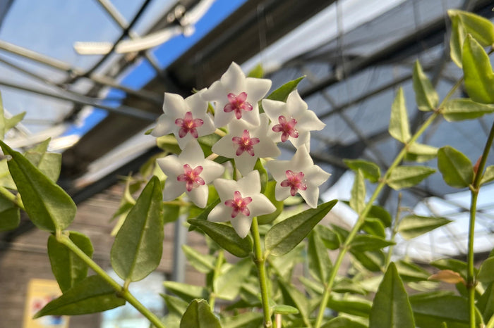 Hoya, Bella