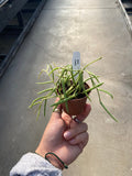 Hoya, Linearis