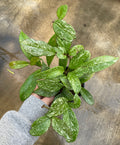 Hoya, Pubicalyx Splash
