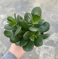 Jade Plant