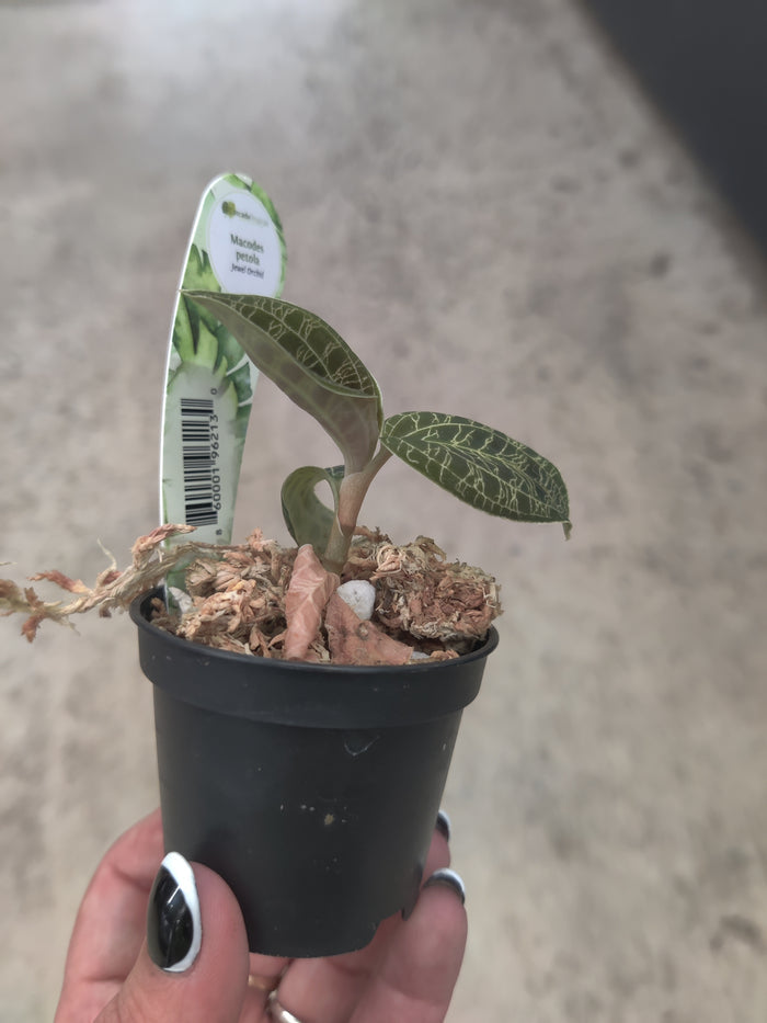 Jewel Orchid, Lightning