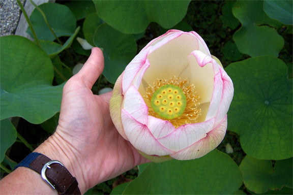 Lotus - Chawan Basu