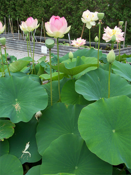 Lotus - Mrs. Perry D. Slocum