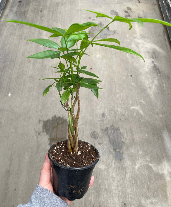 Money Tree