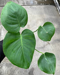 Monstera, Deliciosa