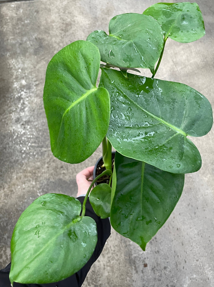 Monstera, Deliciosa