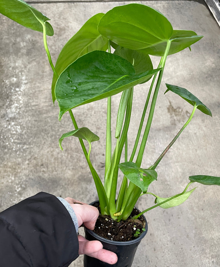 Monstera, Deliciosa
