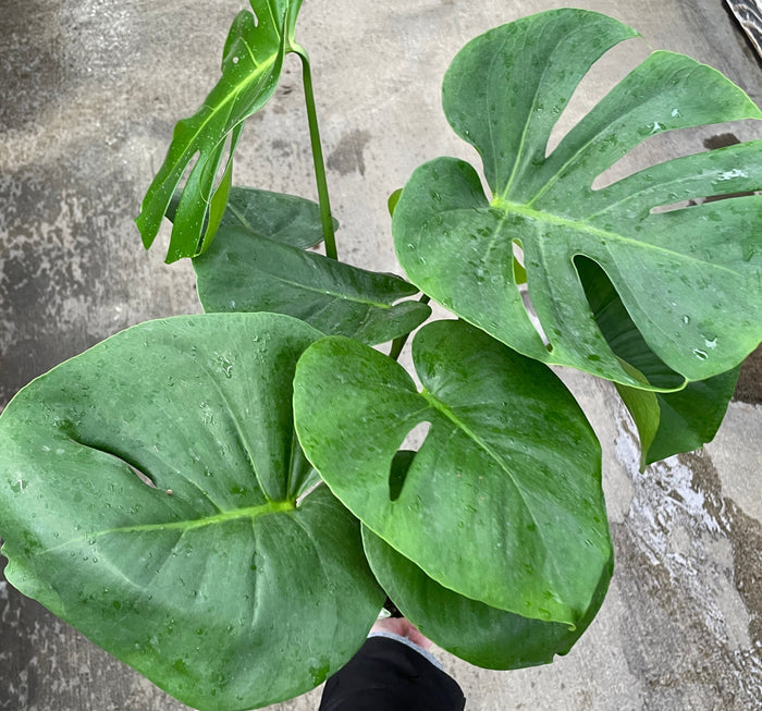 Monstera, Deliciosa