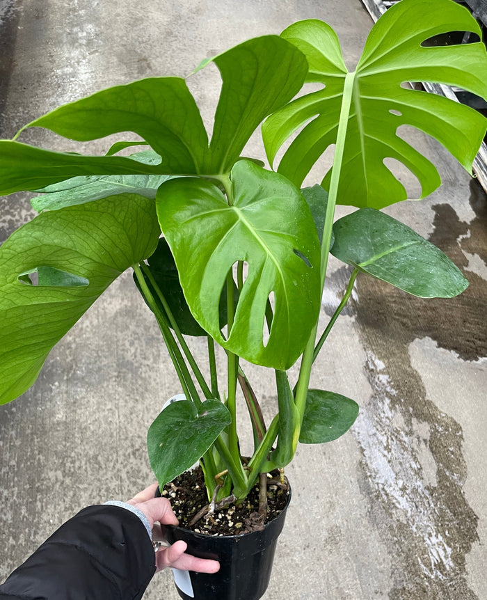 Monstera, Deliciosa