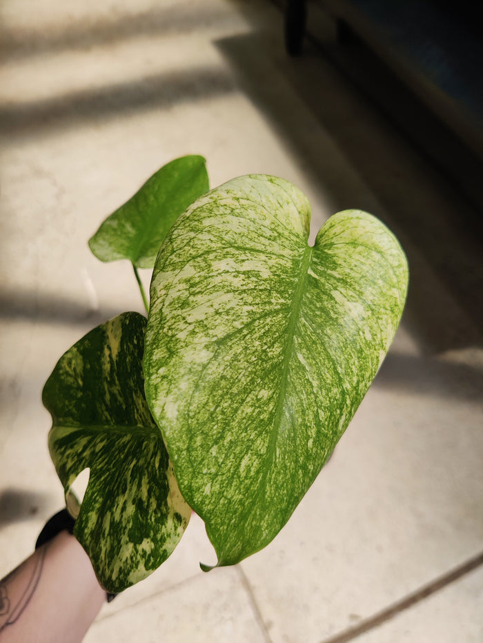 Monstera, Swiss White Monster