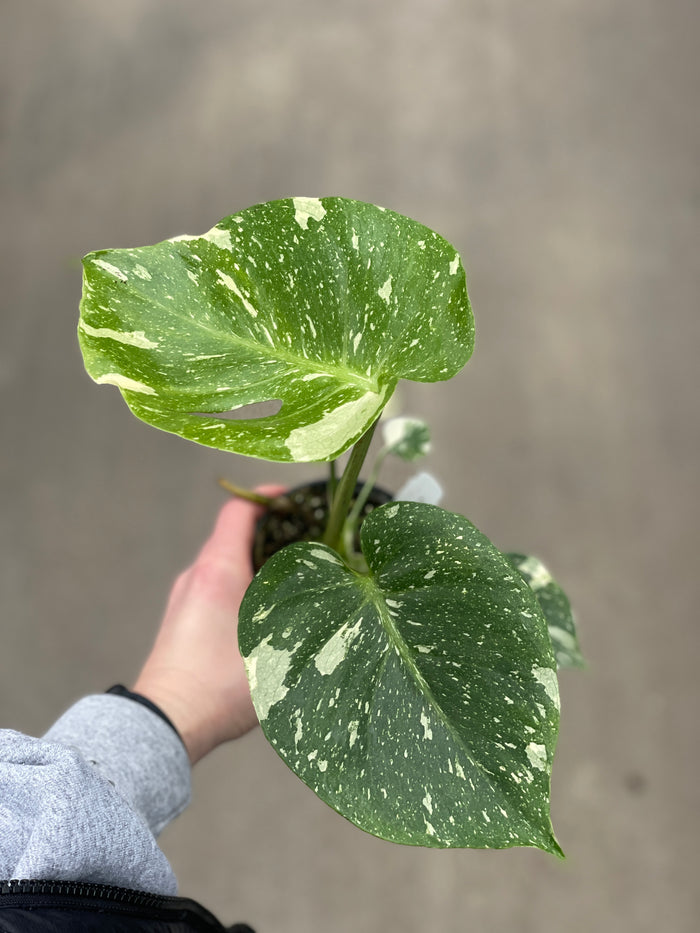 Monstera, Thai Constellation