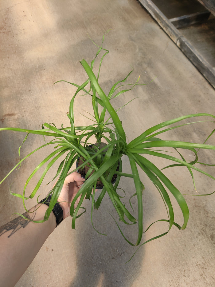 Palm, Ponytail