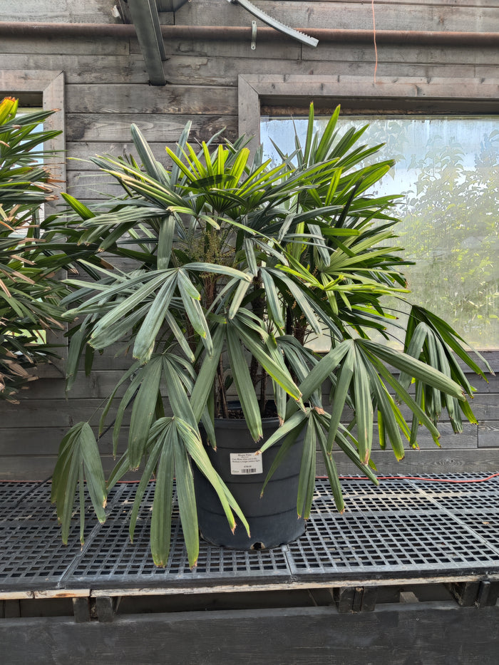 Palm, Rhapis