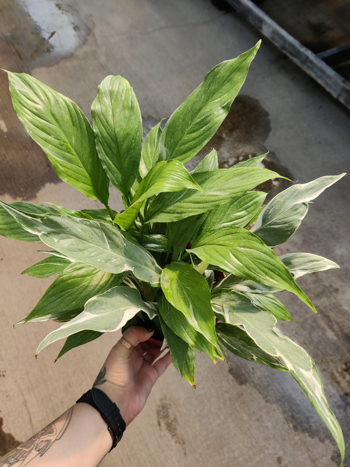 Peace Lily, Domino