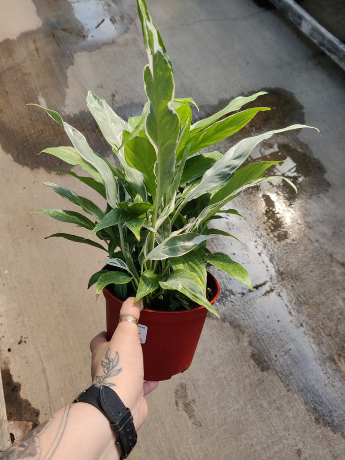 Peace Lily, Domino