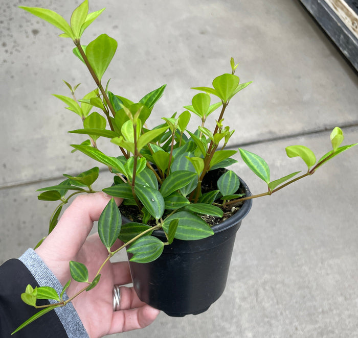 Peperomia, Beetle