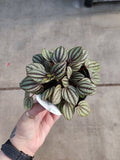 Peperomia, Peacock