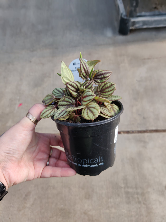 Peperomia, Peacock