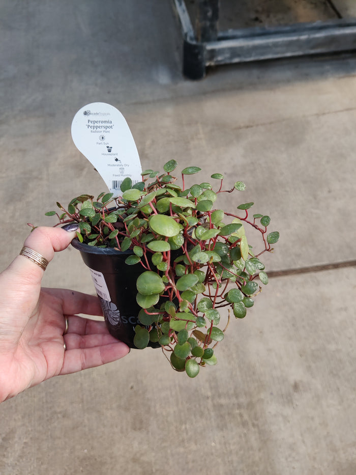 Peperomia, Pepperspot