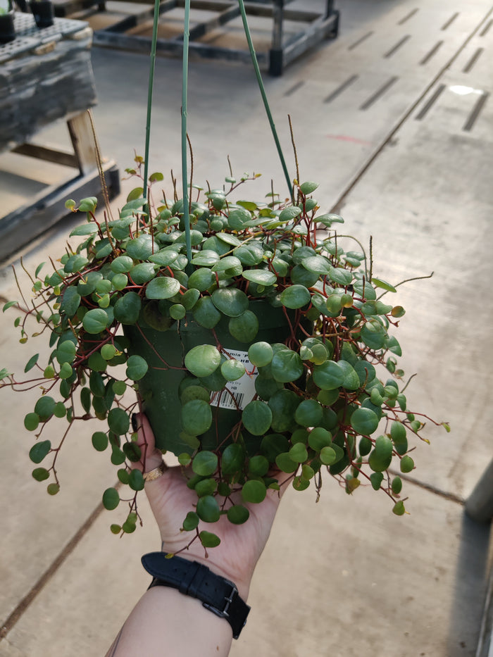 Peperomia, Pepperspot