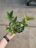 Peperomia, Puteolata