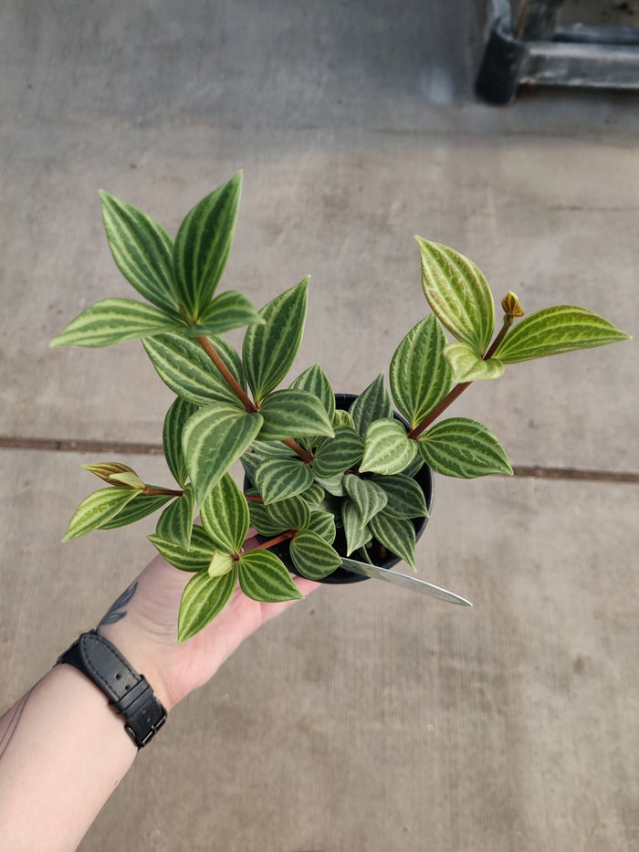 Peperomia, Puteolata