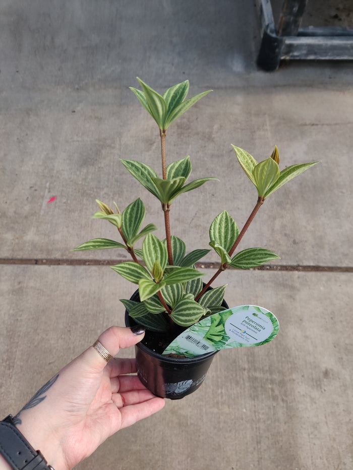 Peperomia, Puteolata
