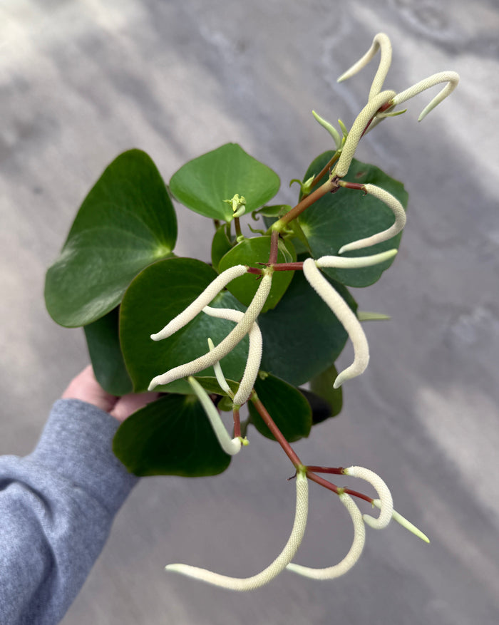 Peperomia, Raindrop