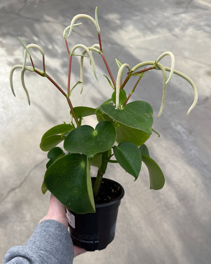 Peperomia, Raindrop