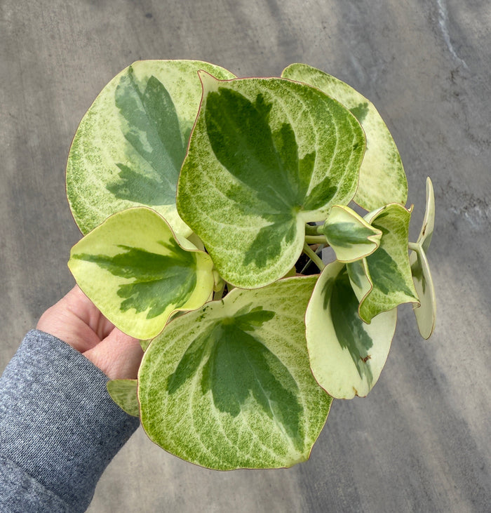 Peperomia, Raindrop
