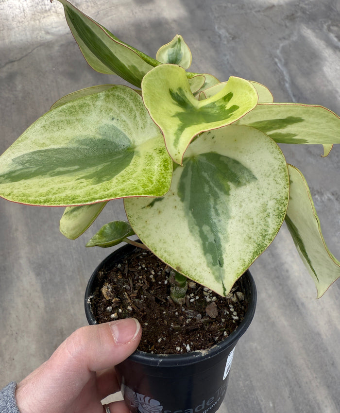 Peperomia, Raindrop