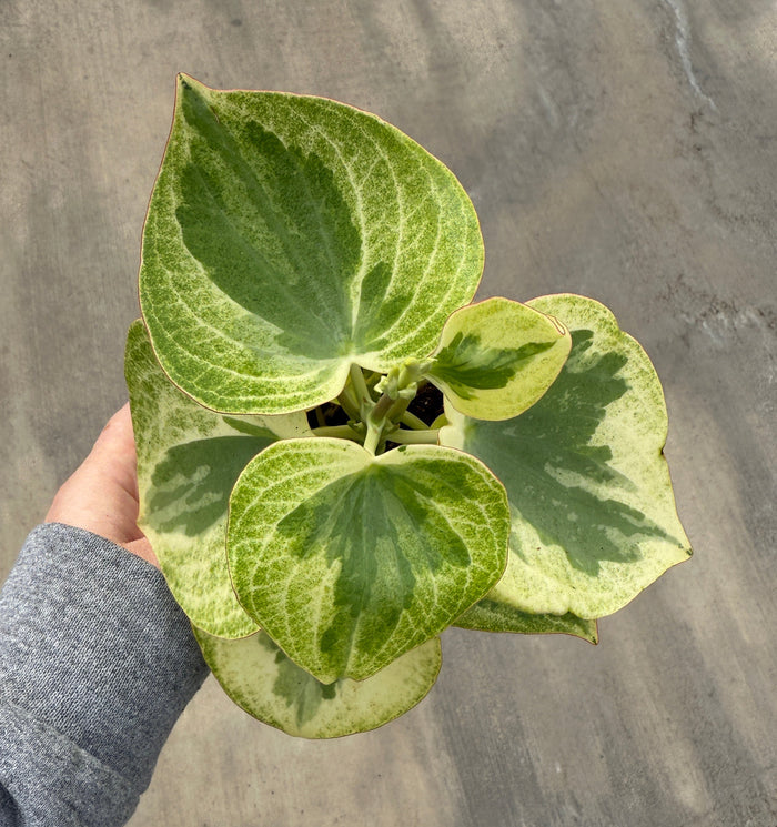Peperomia, Raindrop