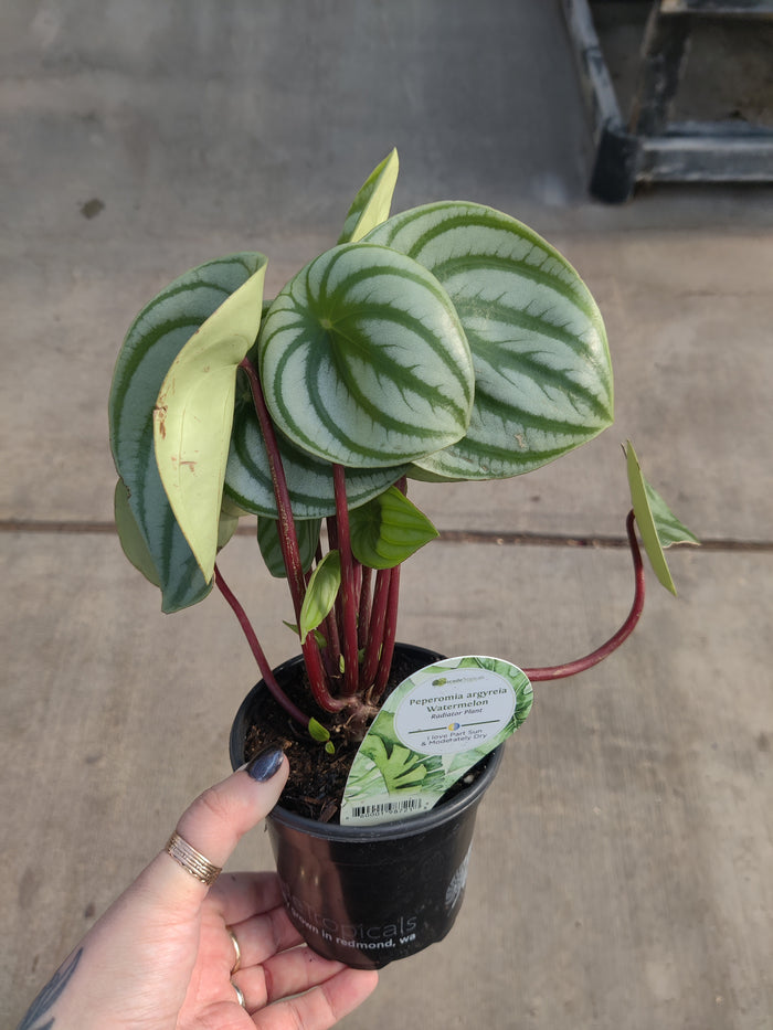 Peperomia, Watermelon