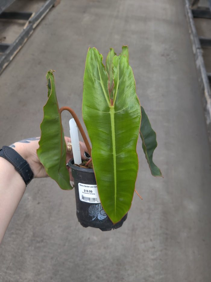 Philodendron, Billietiae