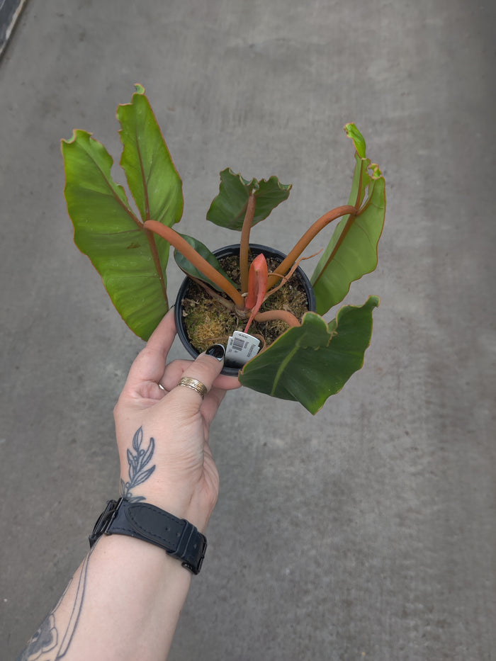 Philodendron, Billietiae