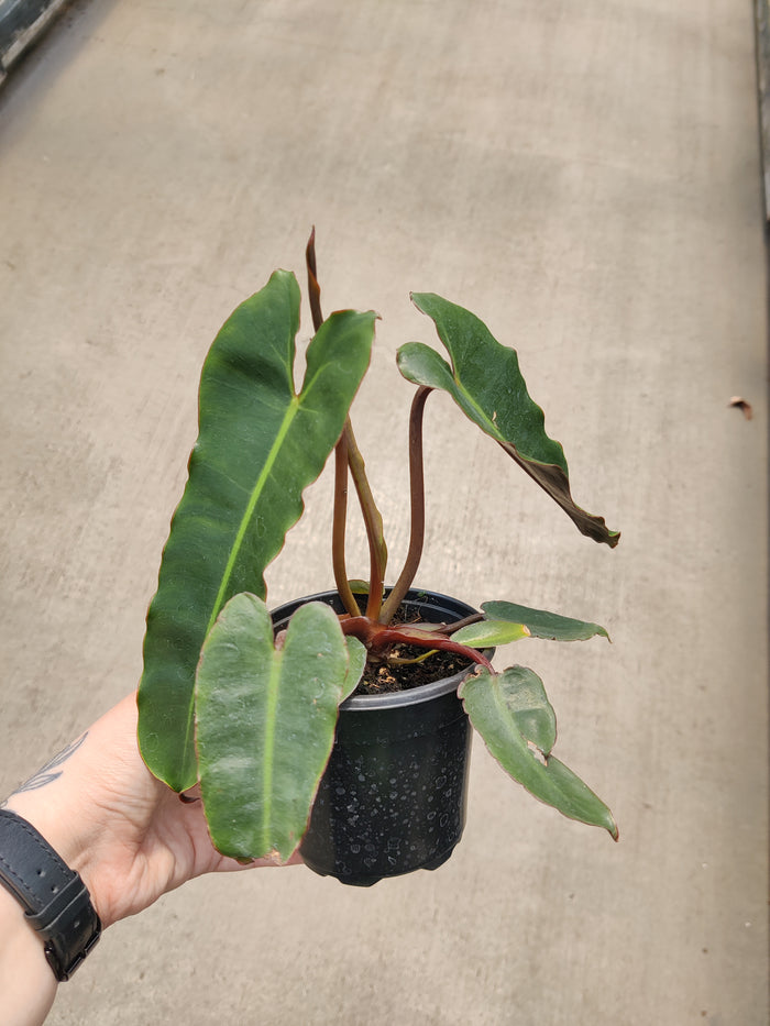 Philodendron, Black Form