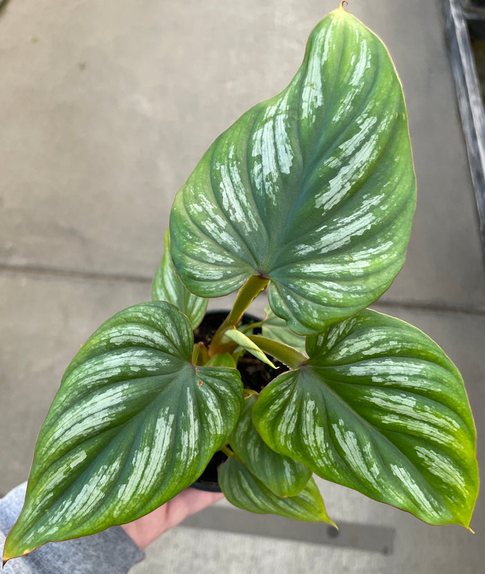 Philodendron, Brandi