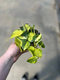 Philodendron, Brazil