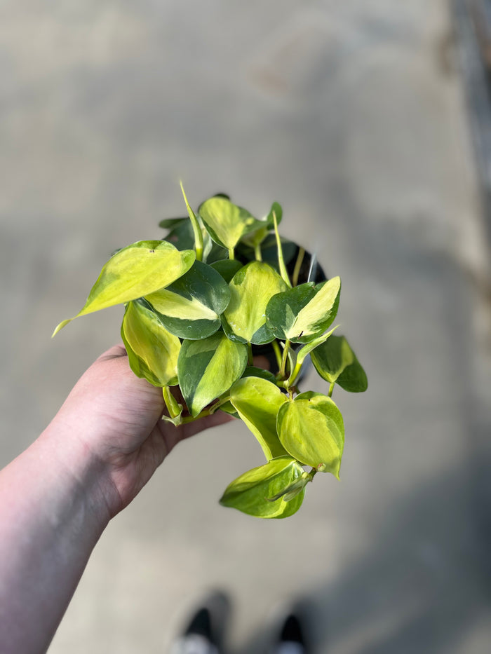 Philodendron, Brazil