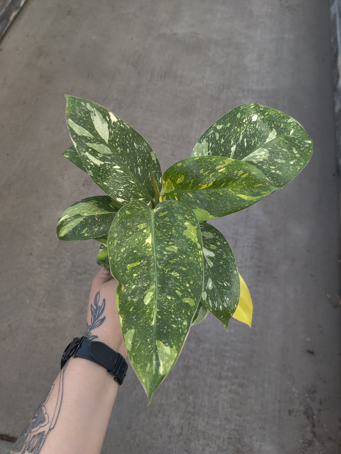 Philodendron, Congo Green Marble Variegated